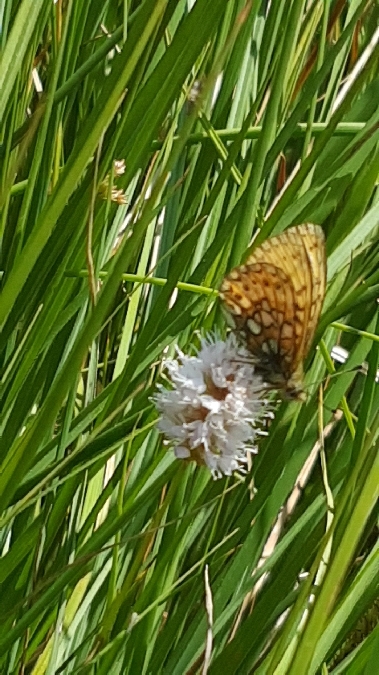 Nacré de la bistorte  - Melchior Viallet