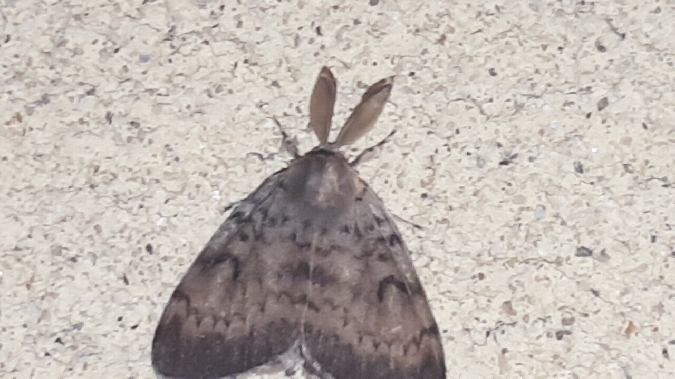 Bombyx disparate  - Melchior Viallet