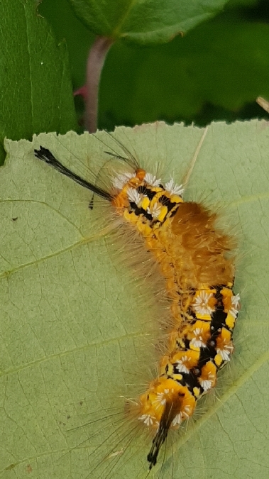 Soucieuse  - Melchior Viallet