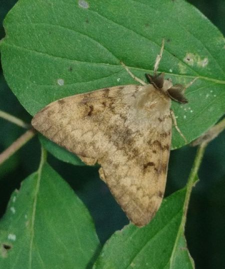 Bombyx disparate 