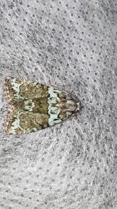 Cryphia algae  - Melchior Viallet