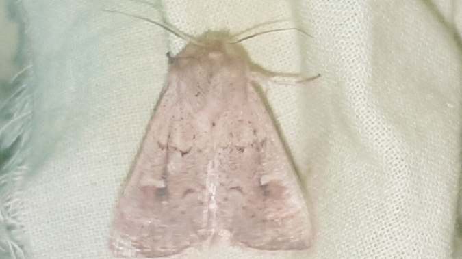 Mythimna ferrago  - Melchior Viallet