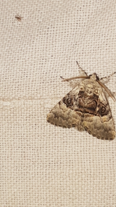 Colocasia coryli  - Melchior Viallet