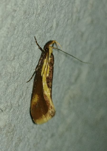 Harpella forficella 