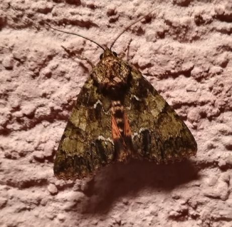 Polyphaenis sericata  - Thomas Lux
