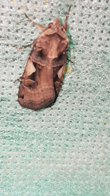 C-noir  - Melchior Viallet