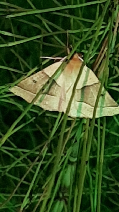 Crocallis elinguaria  - Melchior Viallet