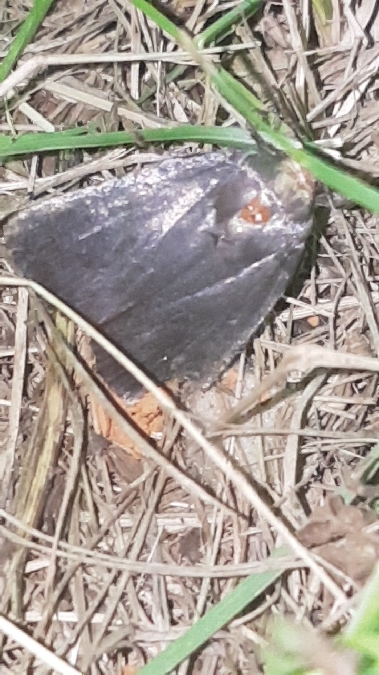 Amphipyra livida  - Melchior Viallet