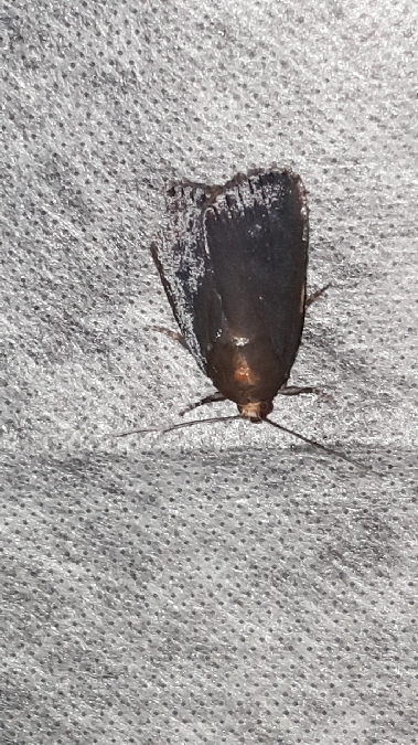 Amphipyra livida  - Melchior Viallet