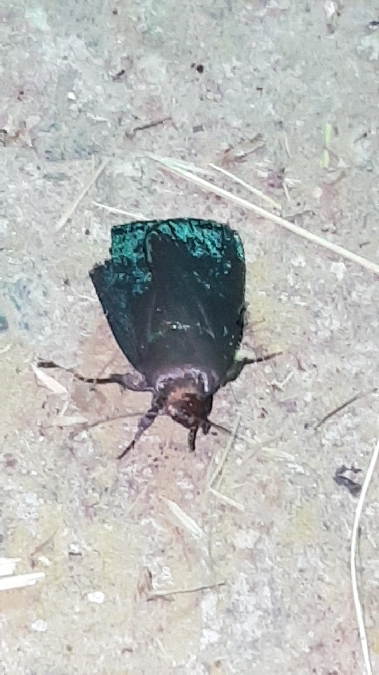 Amphipyra livida  - Melchior Viallet