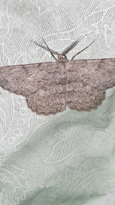 Boarmie pointillée  - Melchior Viallet