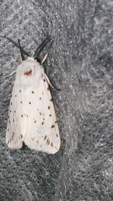 Ecaille tigrée  - Melchior Viallet