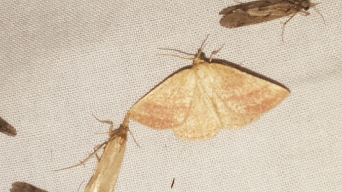 Phalène de l’arrête-boeuf  - Melchior Viallet