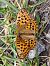 Moyen Nacré 