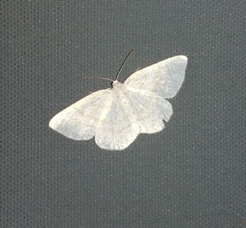 Cabère virginale 