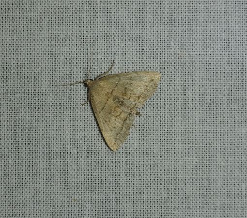 Herminia tarsipennalis 