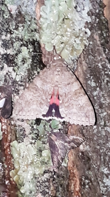 Mariée  - Melchior Viallet