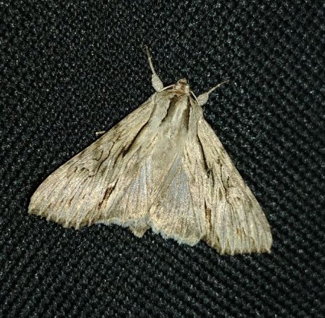 Auchmis detersa 