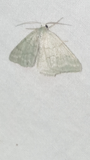 Hémithée du genêt  - Melchior Viallet