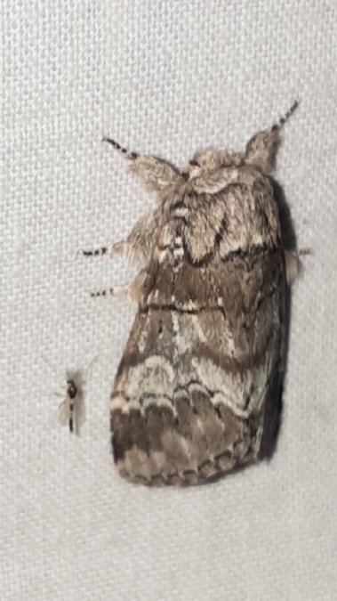 Demi-lune blanche (Druide)  - Melchior Viallet