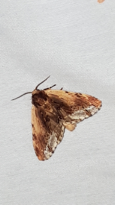 Bombyx capuchon  - Melchior Viallet