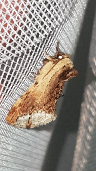Bombyx capuchon  - Melchior Viallet