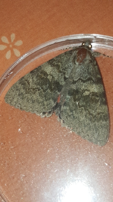 Déplacée  - Melchior Viallet