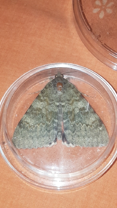 Catocala elocata  - Melchior Viallet