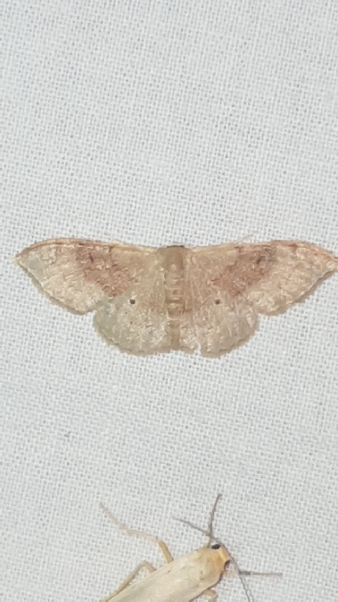 Acidalie dégénérée  - Melchior Viallet