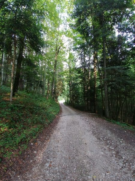 Barbitiste des bois 