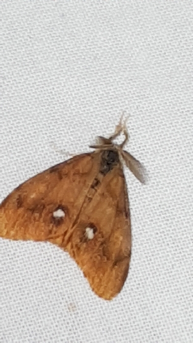 Etoilée  - Melchior Viallet