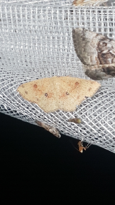 Cyclophora porata  - Melchior Viallet