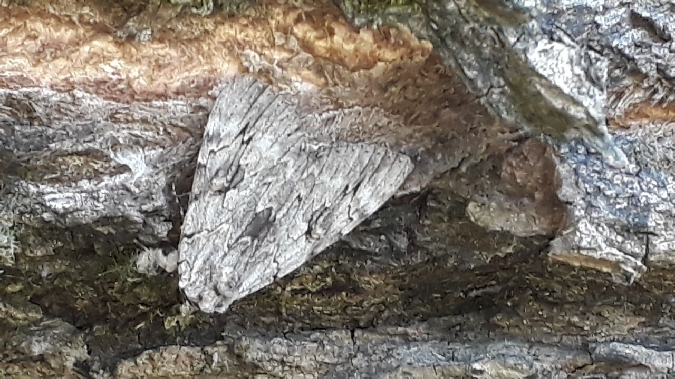 Catocala electa  - Melchior Viallet