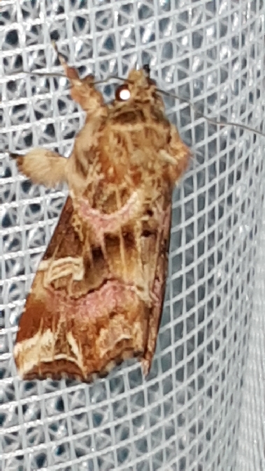 Callopistria juventina  - Melchior Viallet