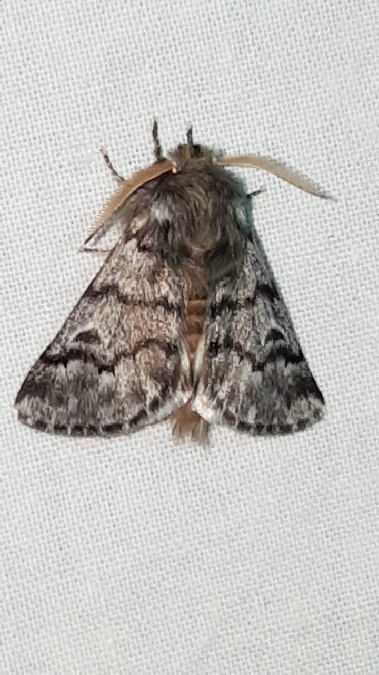 Processionnaire du Pin  - Melchior Viallet