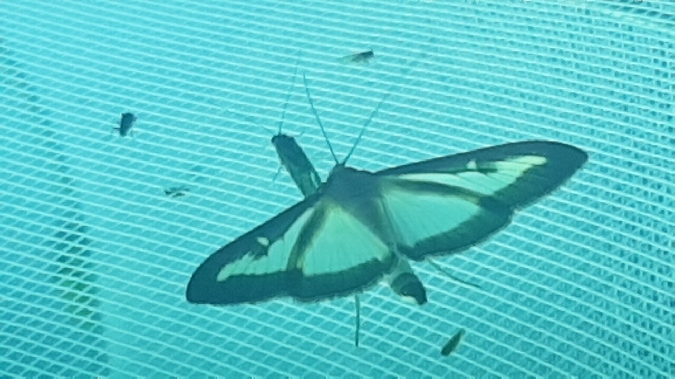 Pyrale du Buis  - Melchior Viallet