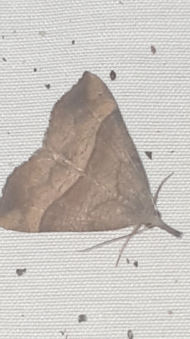 Noctuelle à museau  - Melchior Viallet