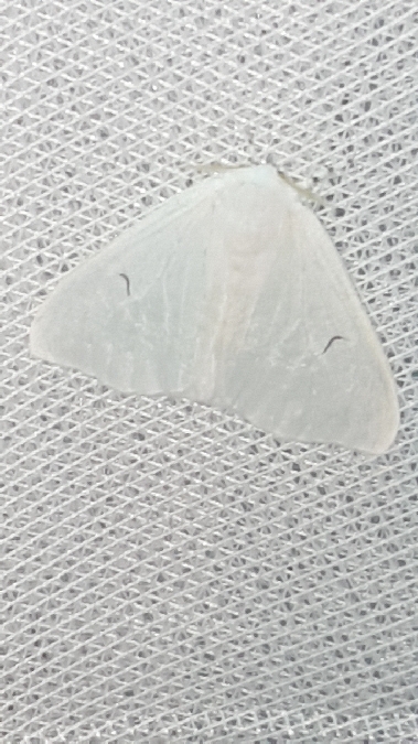 L-noir  - Melchior Viallet