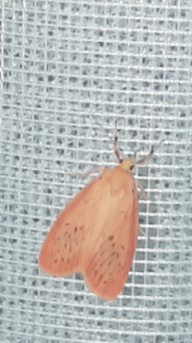 Rosette  - Melchior Viallet