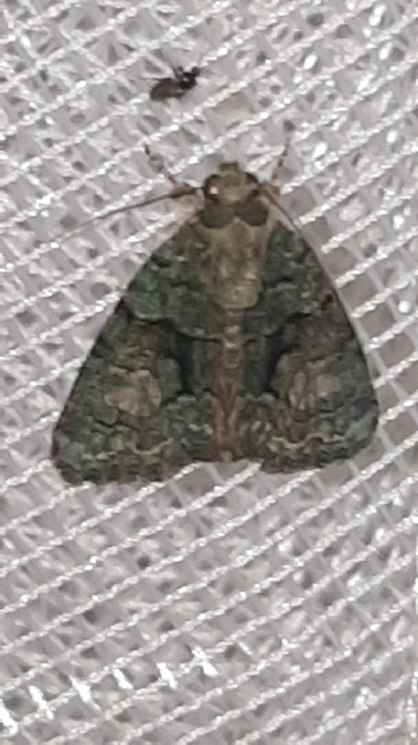 Cryphia algae  - Melchior Viallet