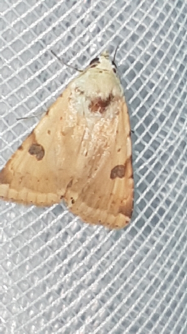 Heliothis peltigera  - Melchior Viallet