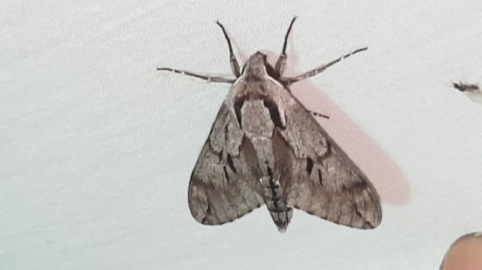 Sphinx du pin / mauresque  - Melchior Viallet