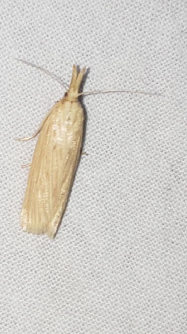 Ematheudes punctella  - Melchior Viallet