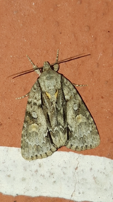 Acronicta strigosa  - Melchior Viallet