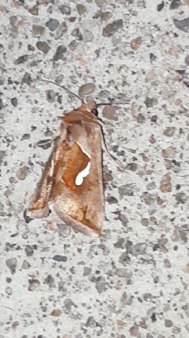 Goutte d'argent  - Melchior Viallet