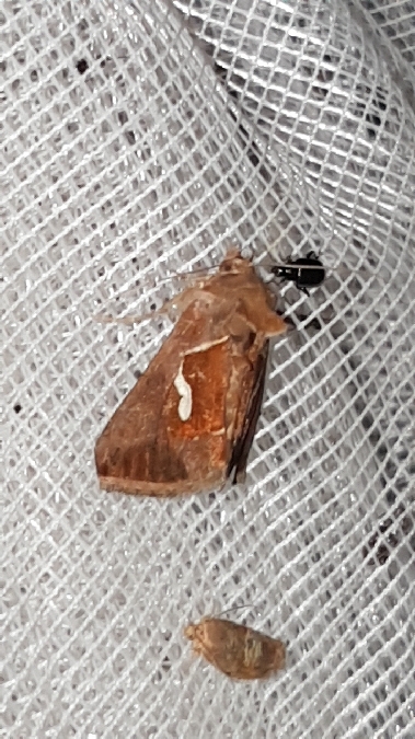 Goutte d'argent  - Melchior Viallet