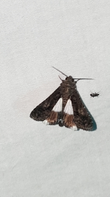 Aedia leucomelas  - Melchior Viallet