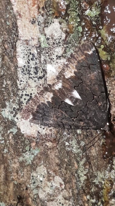 Catephia alchymista  - Melchior Viallet