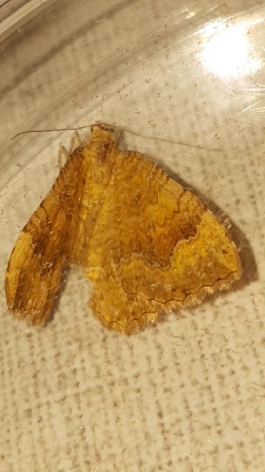 Brocatelle d'or  - Melchior Viallet