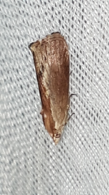 Fausse Teigne de la cire  - Melchior Viallet